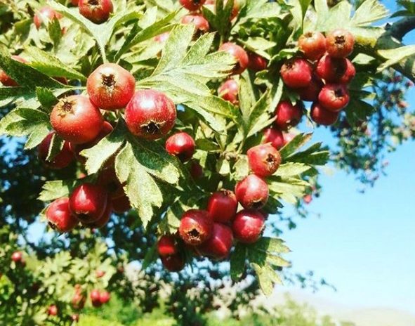 روستای توریستی درسجین ابهر - زنجان