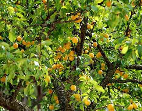 روستای قلعه جوق سیاه منصور ماهنشان